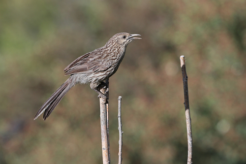 Giant Babax (Pterorhinus waddelli), photo 2