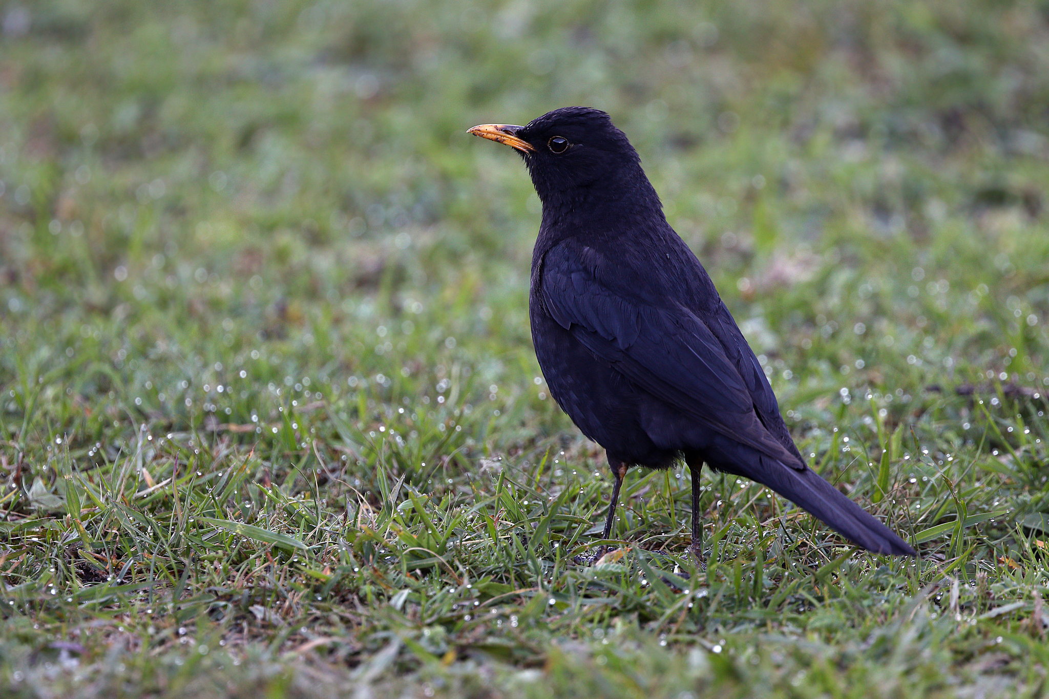 Tibetan Blackbird
