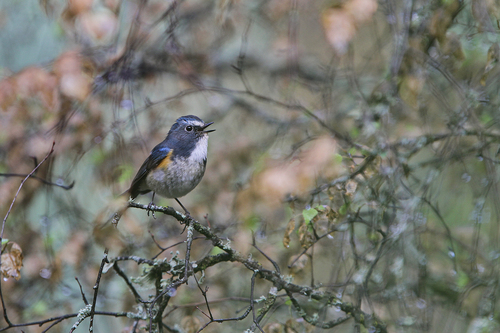 Qilian Bluetail (Tarsiger albocoeruleus), photo 2