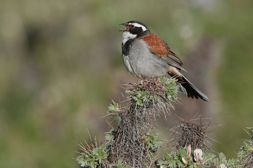 Tibetan Bunting (Emberiza koslowi), photo 4