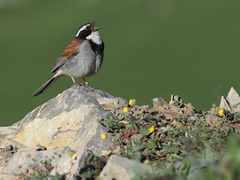 Tibetan Bunting photo 2