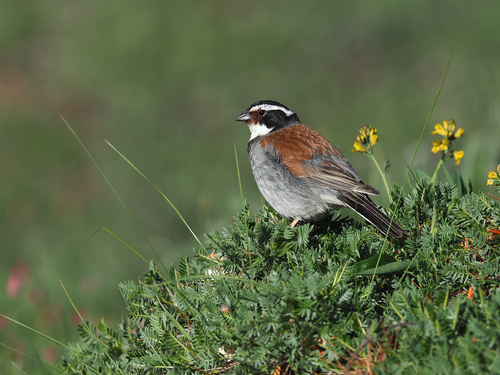 Tibetan Bunting (Emberiza koslowi), photo 3