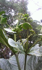 Macrocarpaea macrophylla