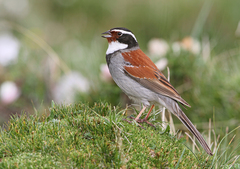 Tibetan Bunting photo 1