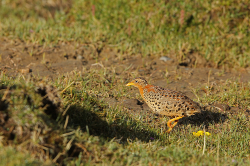 Yellow-legged Buttonquail (Turnix tanki), photo 3