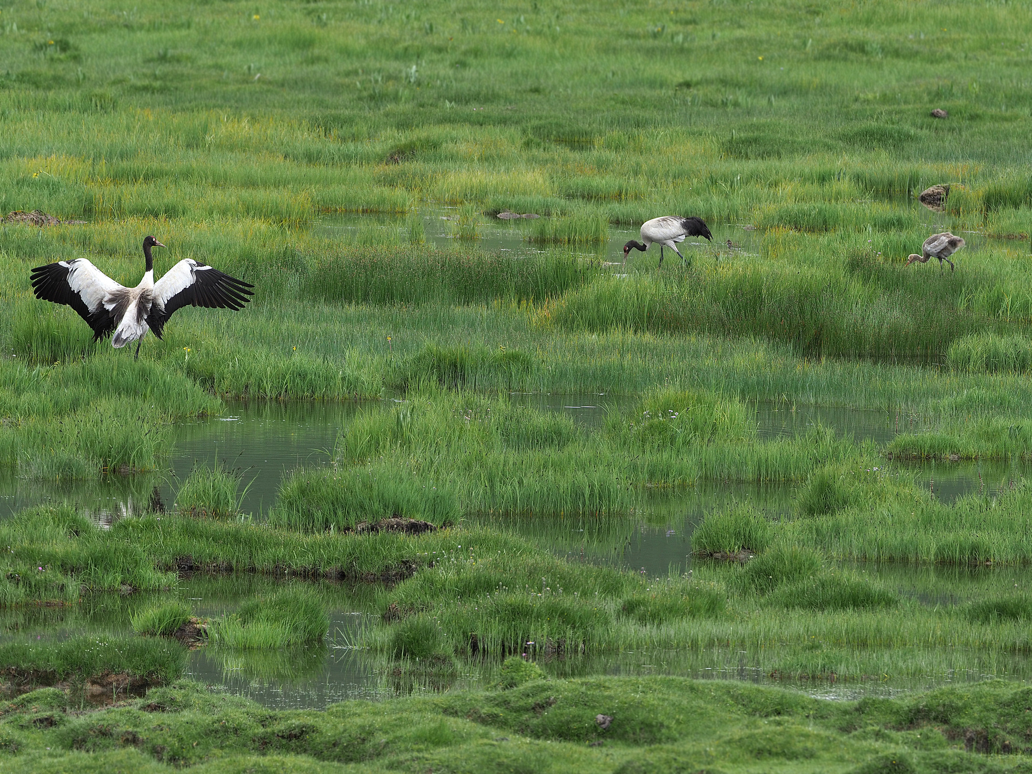 Black-necked Crane