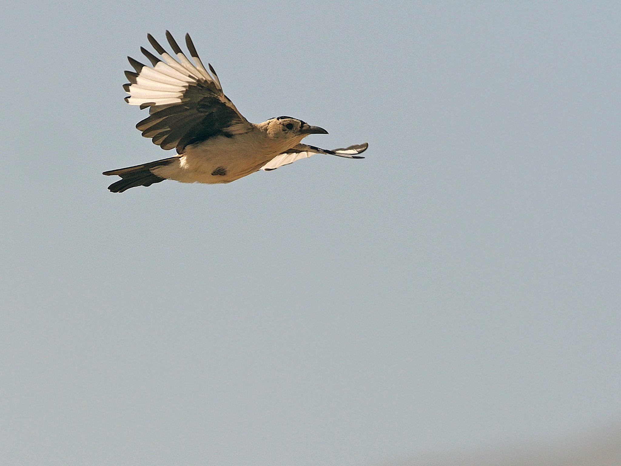 Mongolian Ground Jay