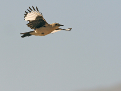 Henderson's Ground Jay photo 4