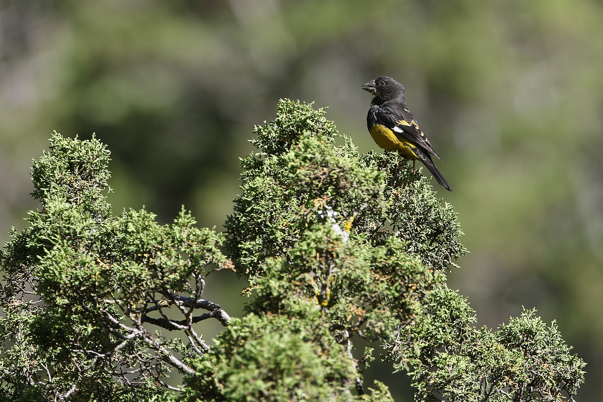 White-winged Grosbeak