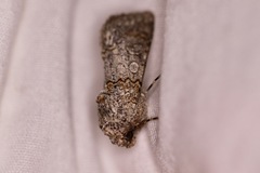 Sympistis perscripta