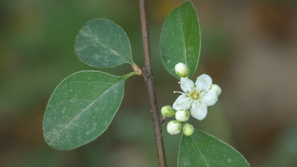 Cotoneaster submultiflorus