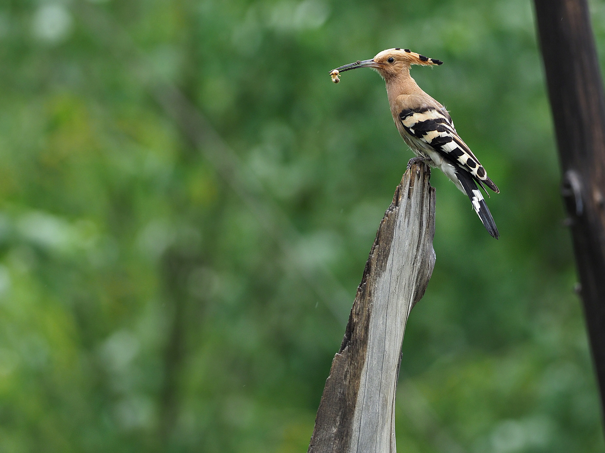 Common Hoopoe