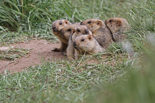 Himalayan Marmot (Marmota himalayana)