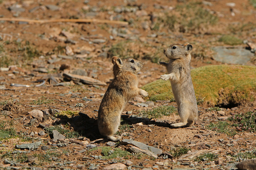 Ladak Pika