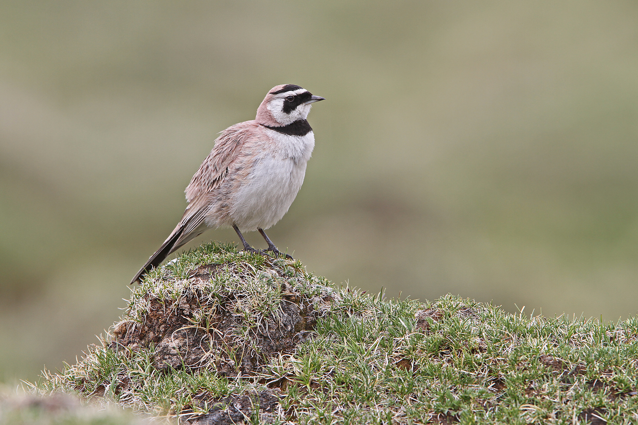 Horned Lark
