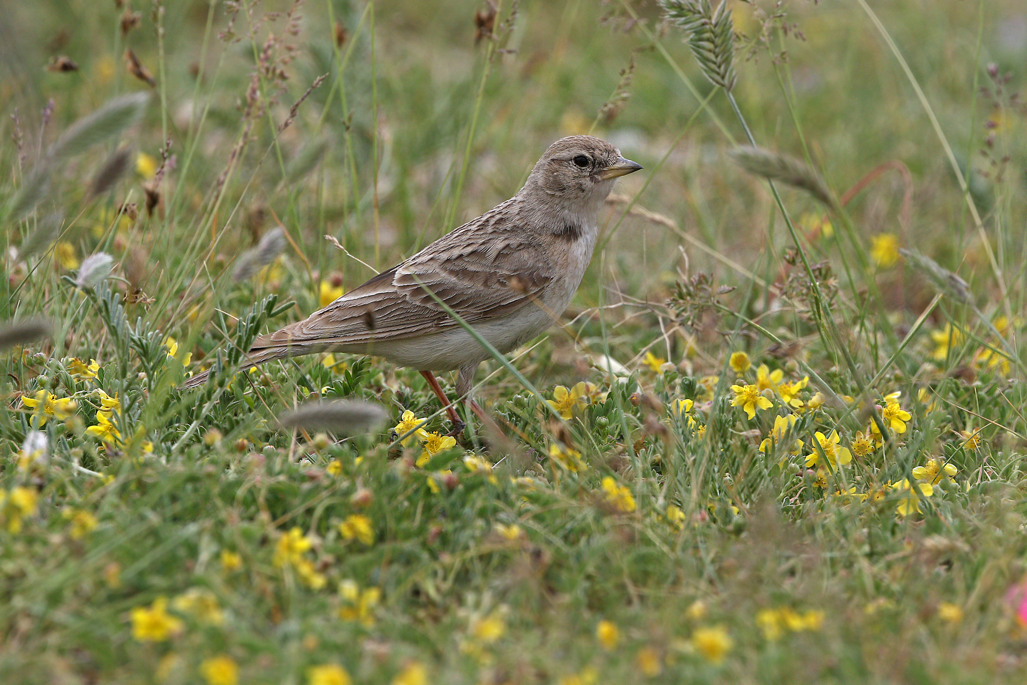 Hume's Short-toed Lark