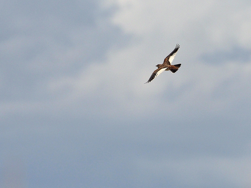 Mongolian Lark (Melanocorypha mongolica), photo 6