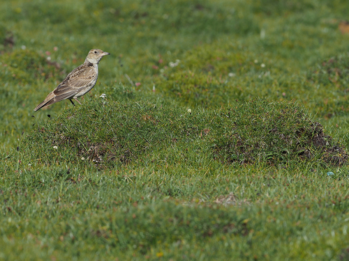 Tibetan Lark (Melanocorypha maxima), photo 4