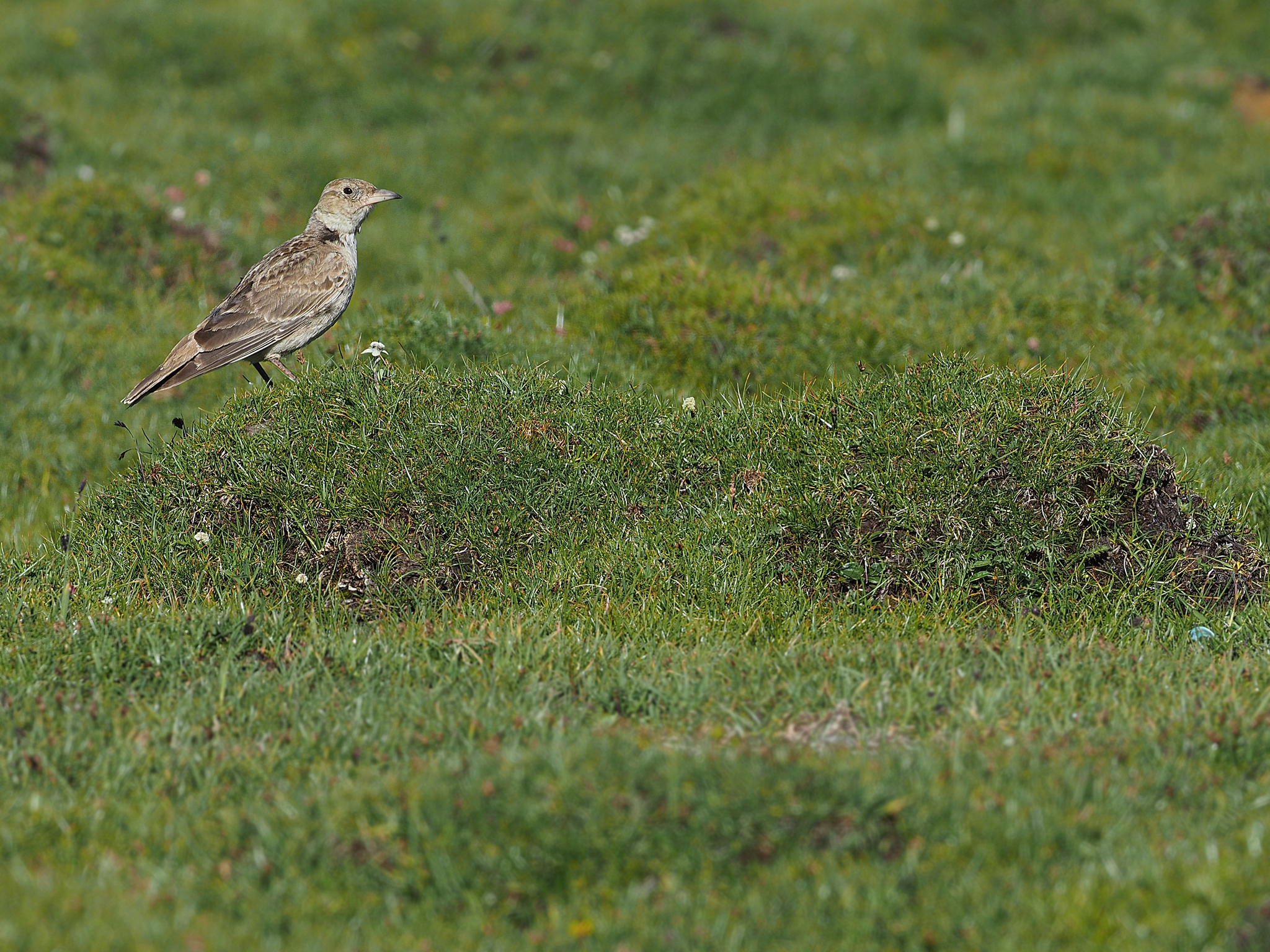 Tibetan Lark