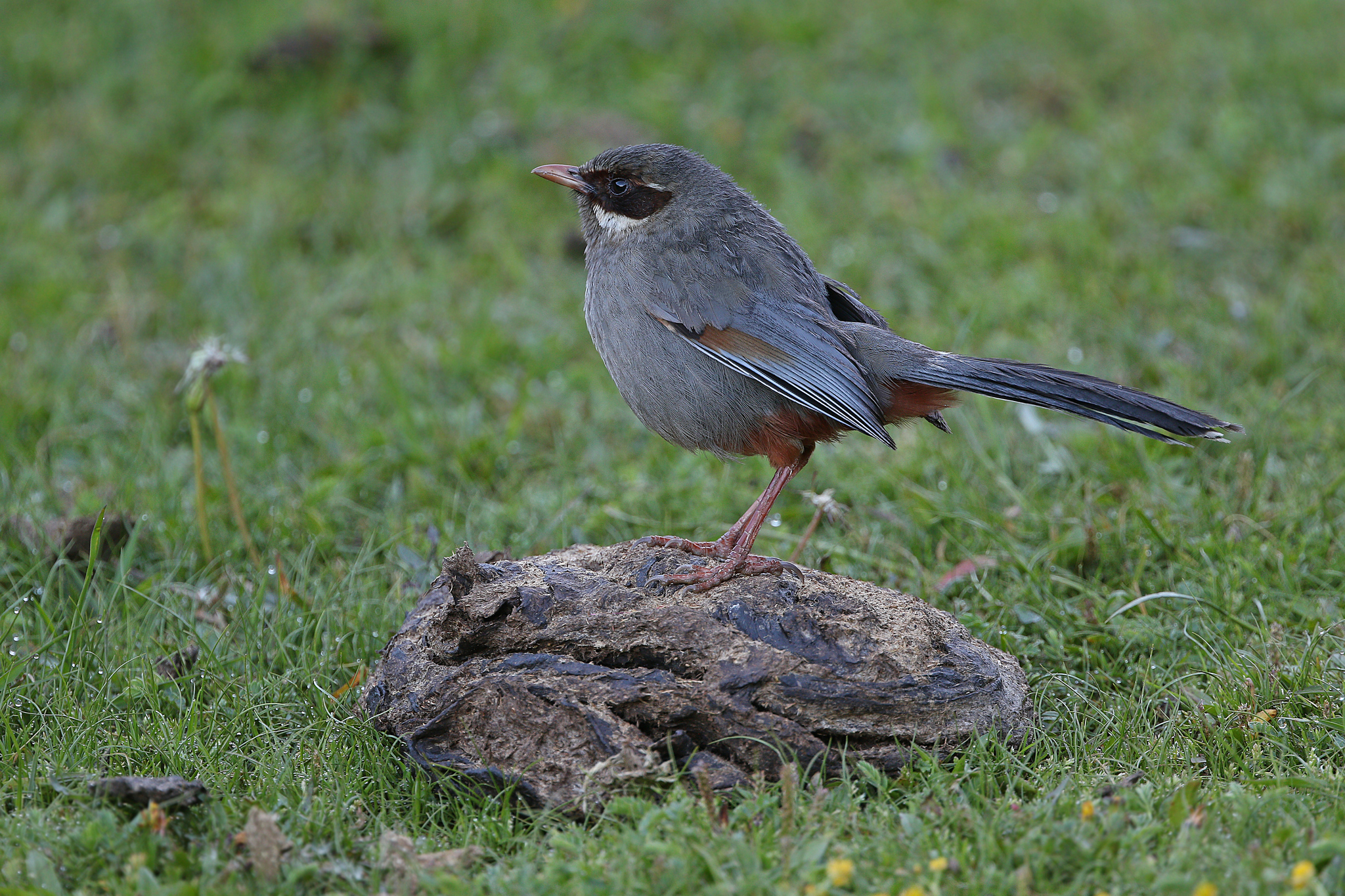 Brown-cheeked Laughingthrush