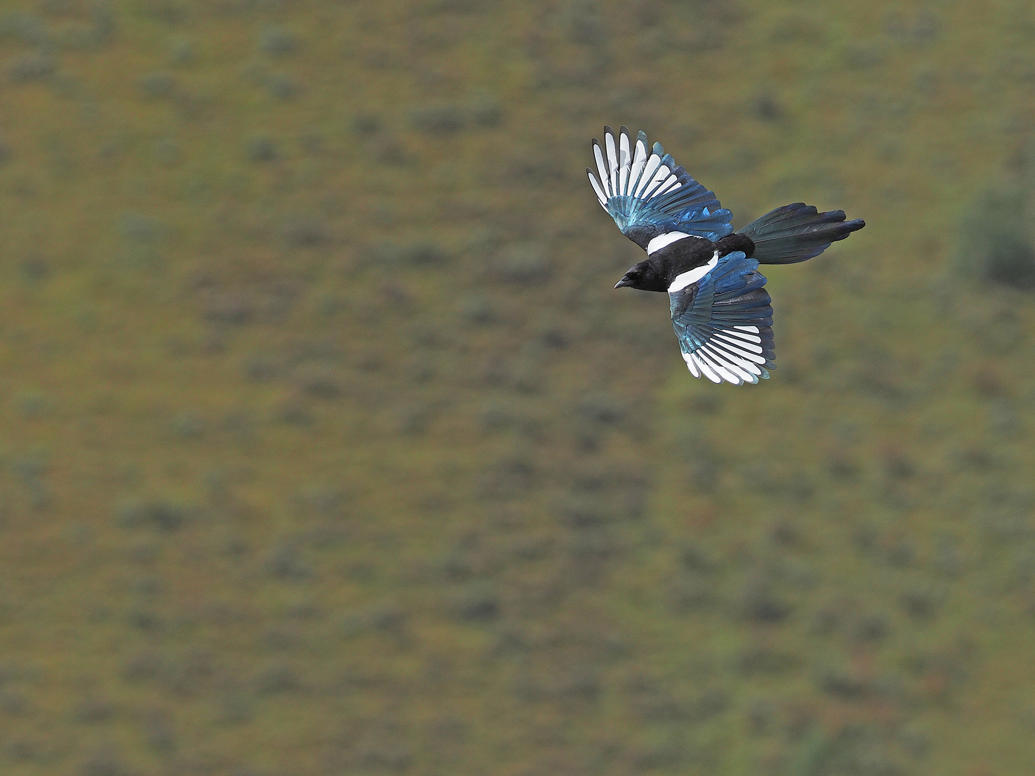 Black-rumped Magpie