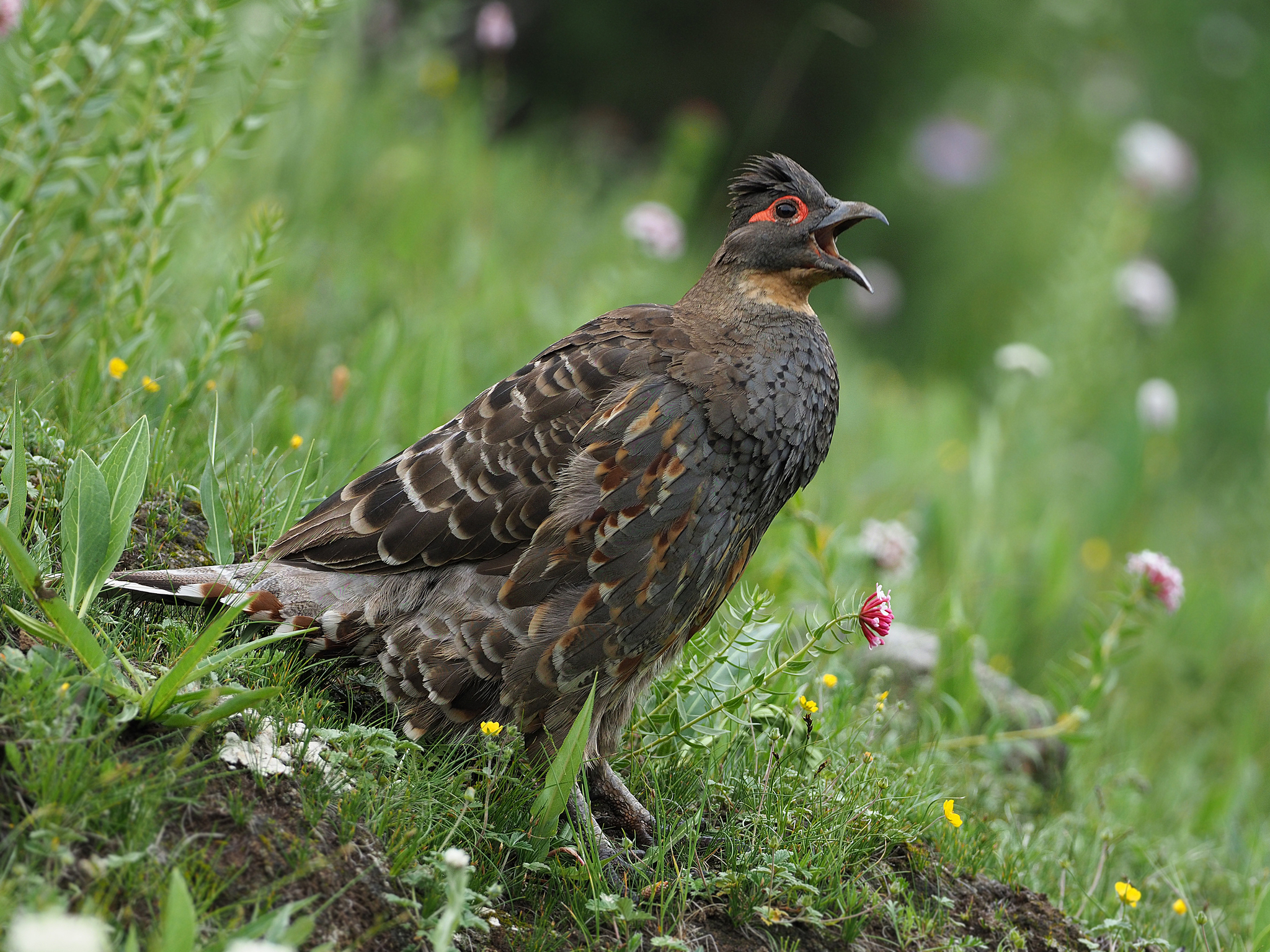 Buff-throated Monal-Partridge