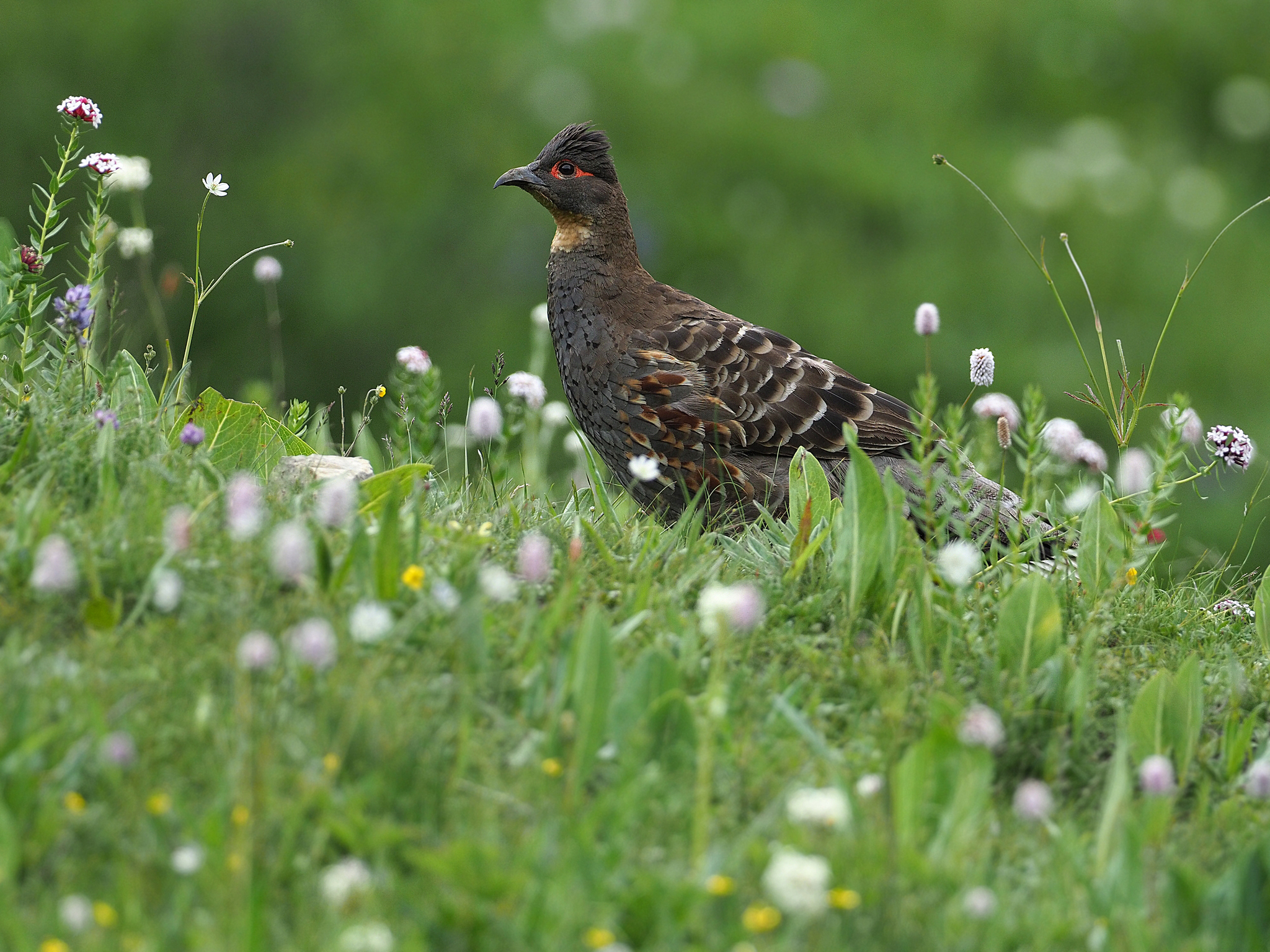 Buff-throated Monal-Partridge