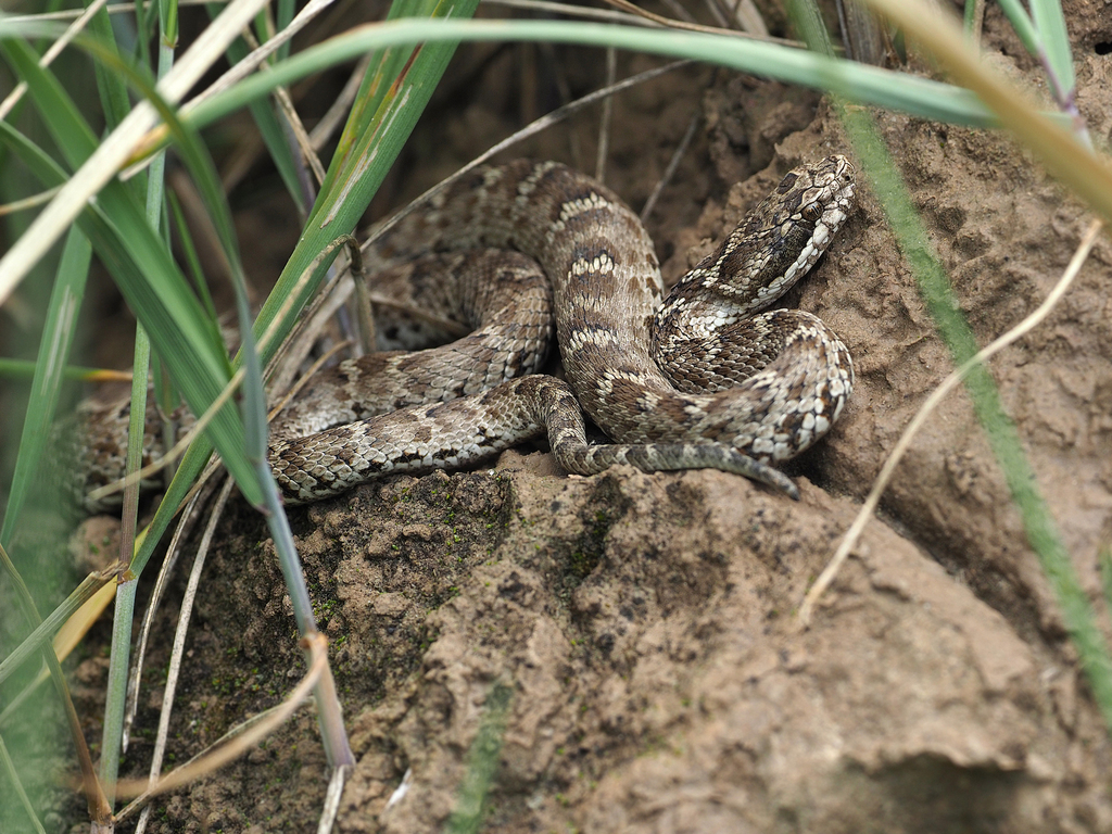 Alashan pitviper