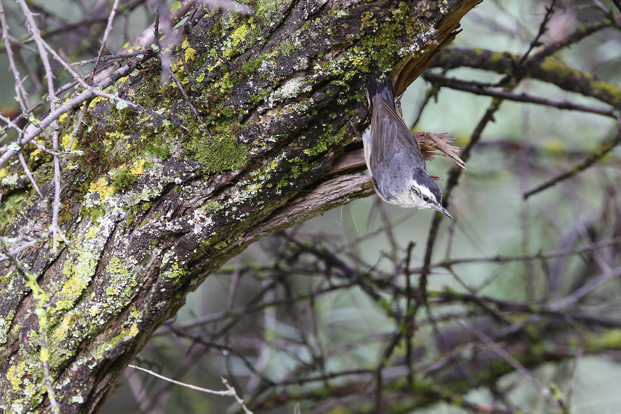 Chinese Nuthatch