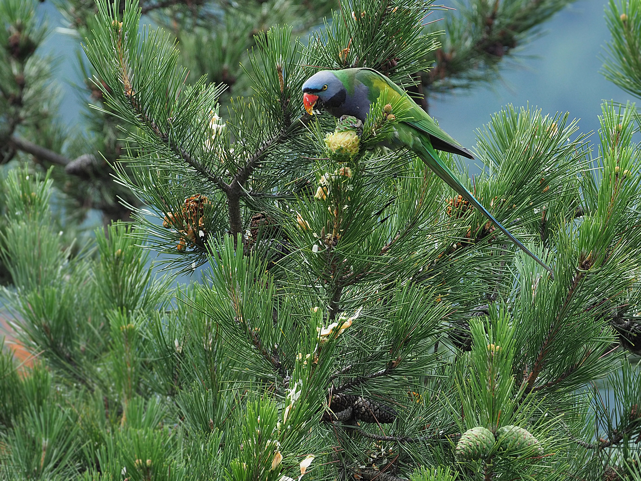 Lord Derby's Parakeet