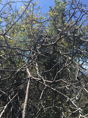 Masticophis lateralis