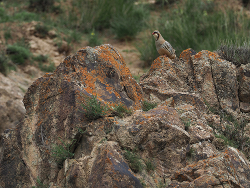 Przevalski's Partridge (Alectoris magna)