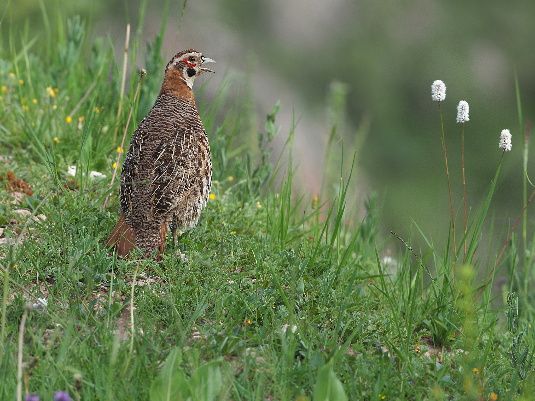 Tibetan Partridge