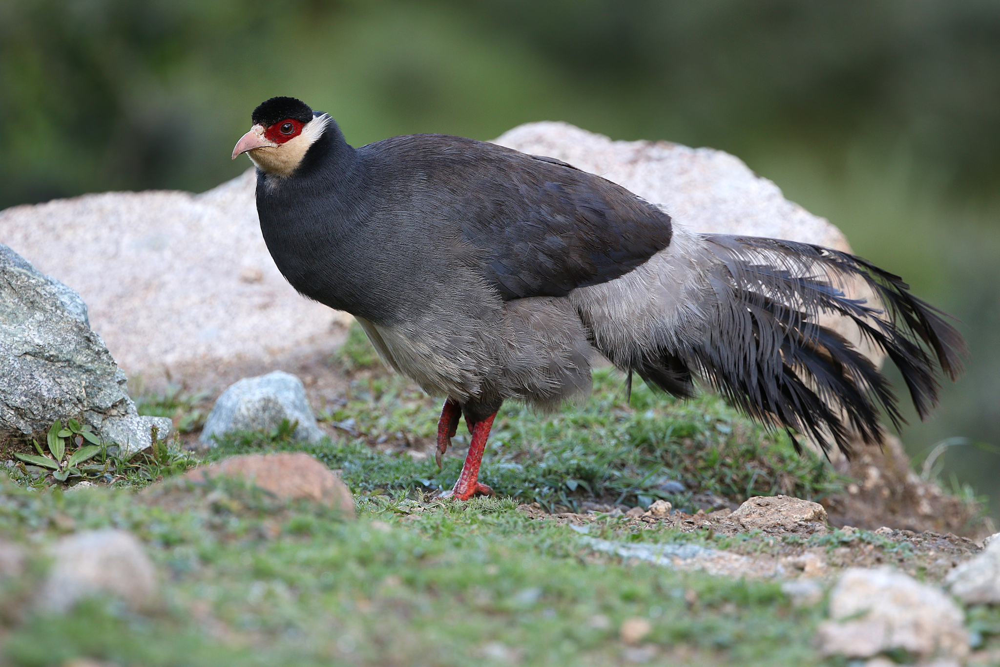Tibetan Eared Pheasant