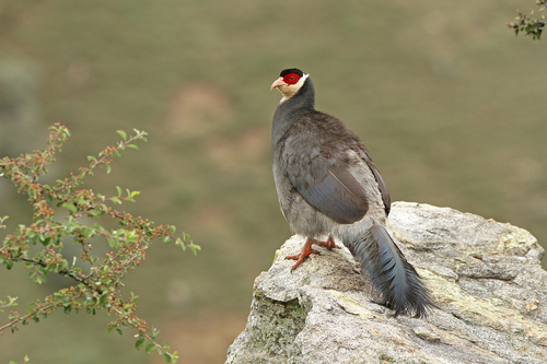 Tibetan Eared Pheasant (Crossoptilon harmani), photo 9