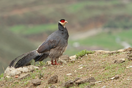 Tibetan Eared Pheasant (Crossoptilon harmani), photo 9