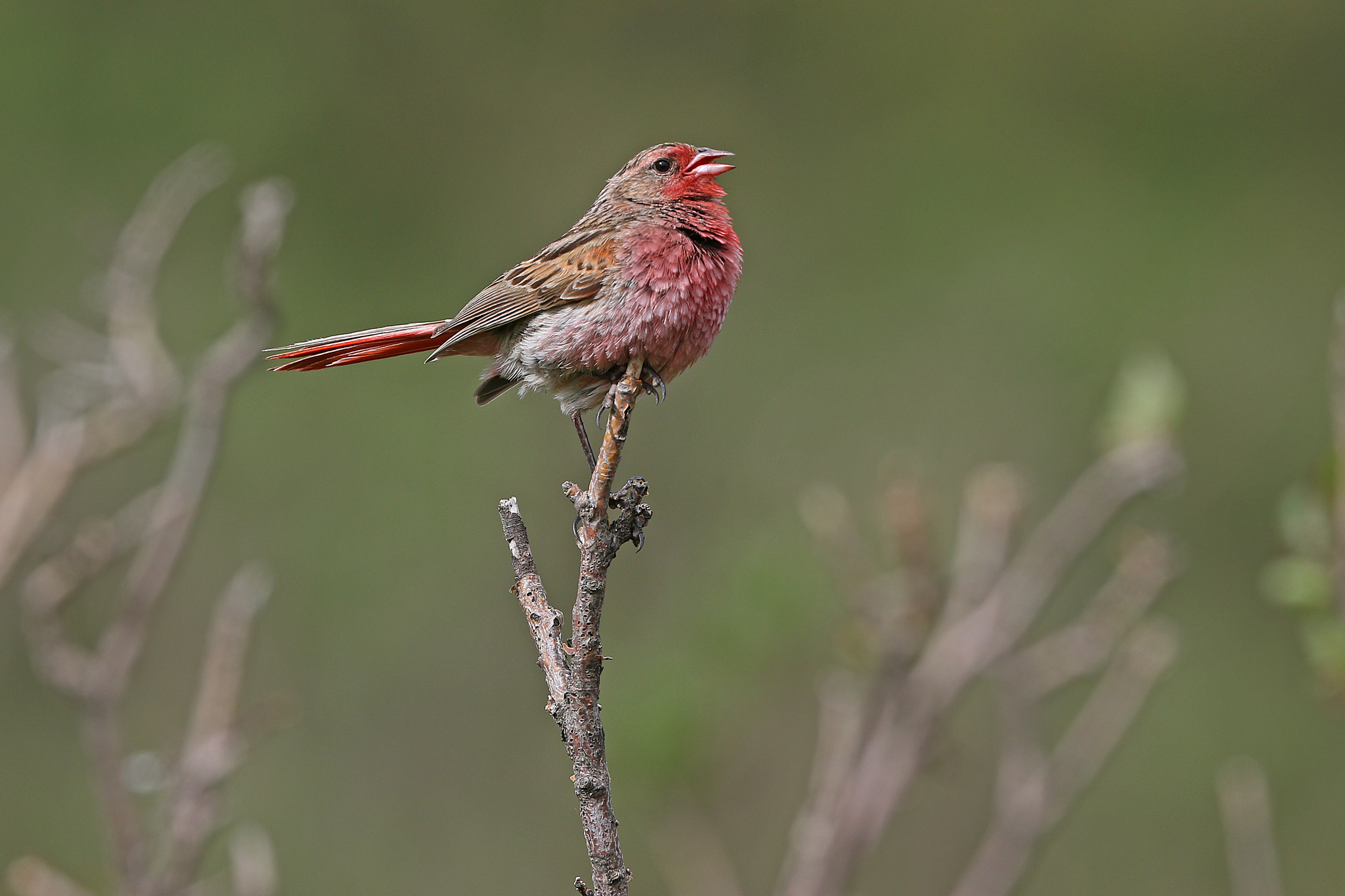 Przevalski's Finch
