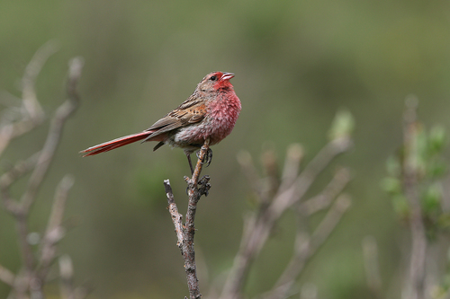 Przevalski's Finch (Urocynchramus pylzowi), photo 4