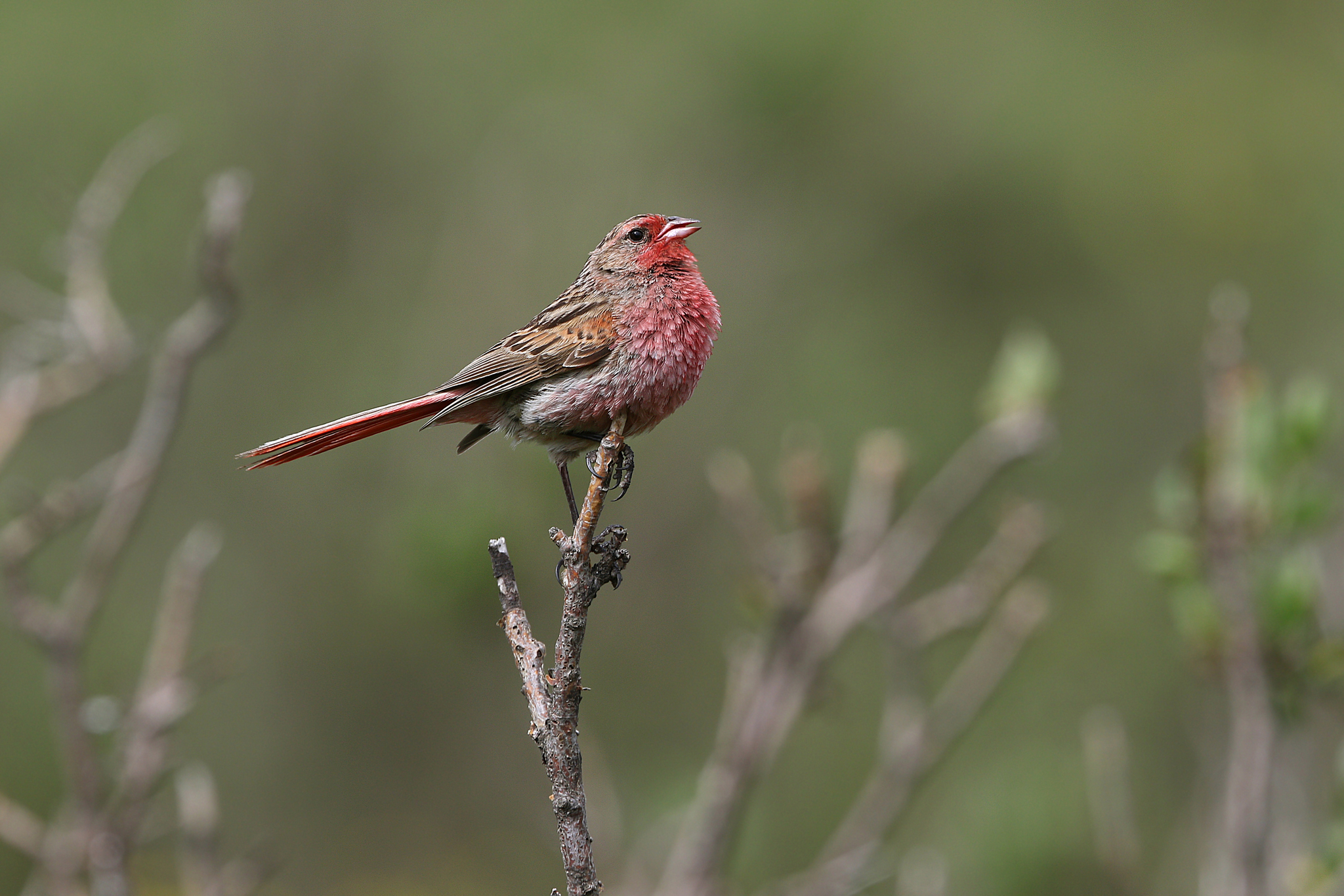 Przevalski's Finch