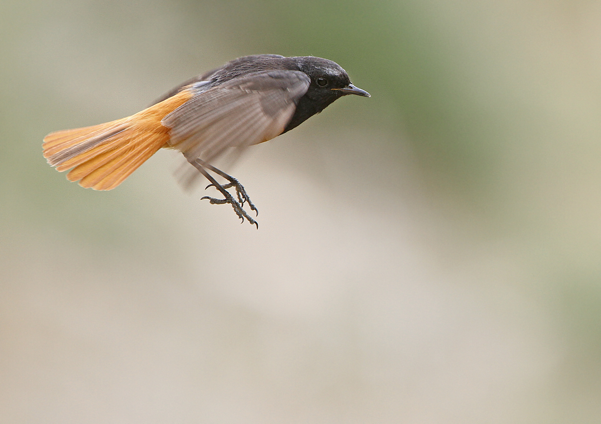 Black Redstart