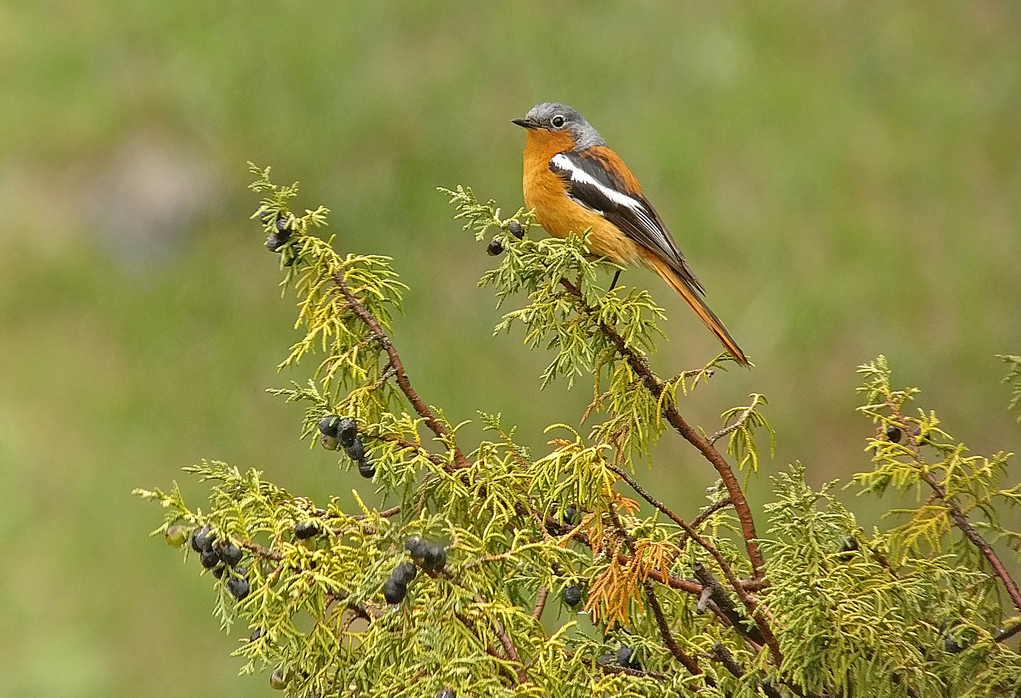 Przevalski's Redstart