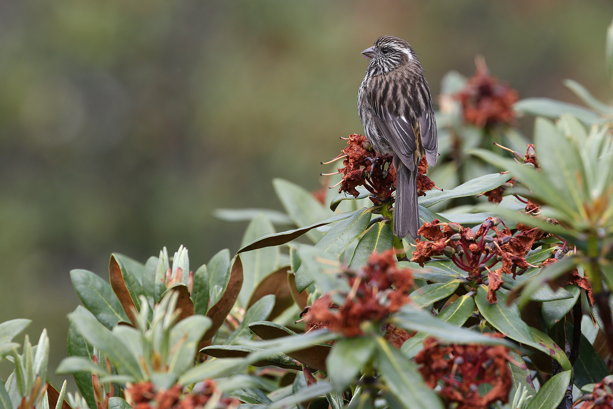 Chinese White-browed Rosefinch