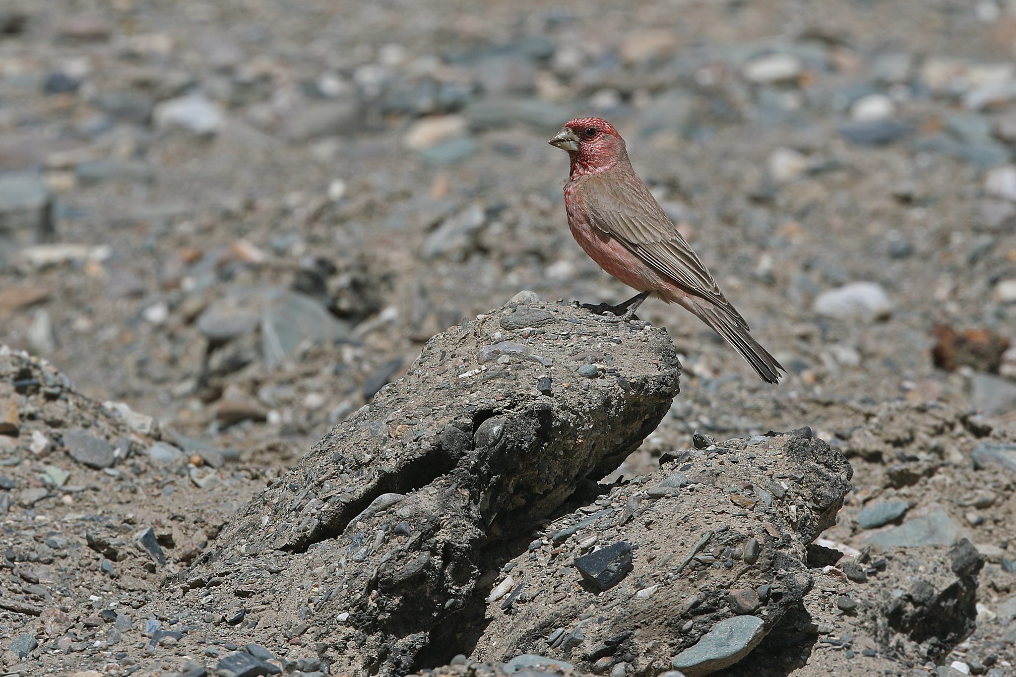 Great Rosefinch