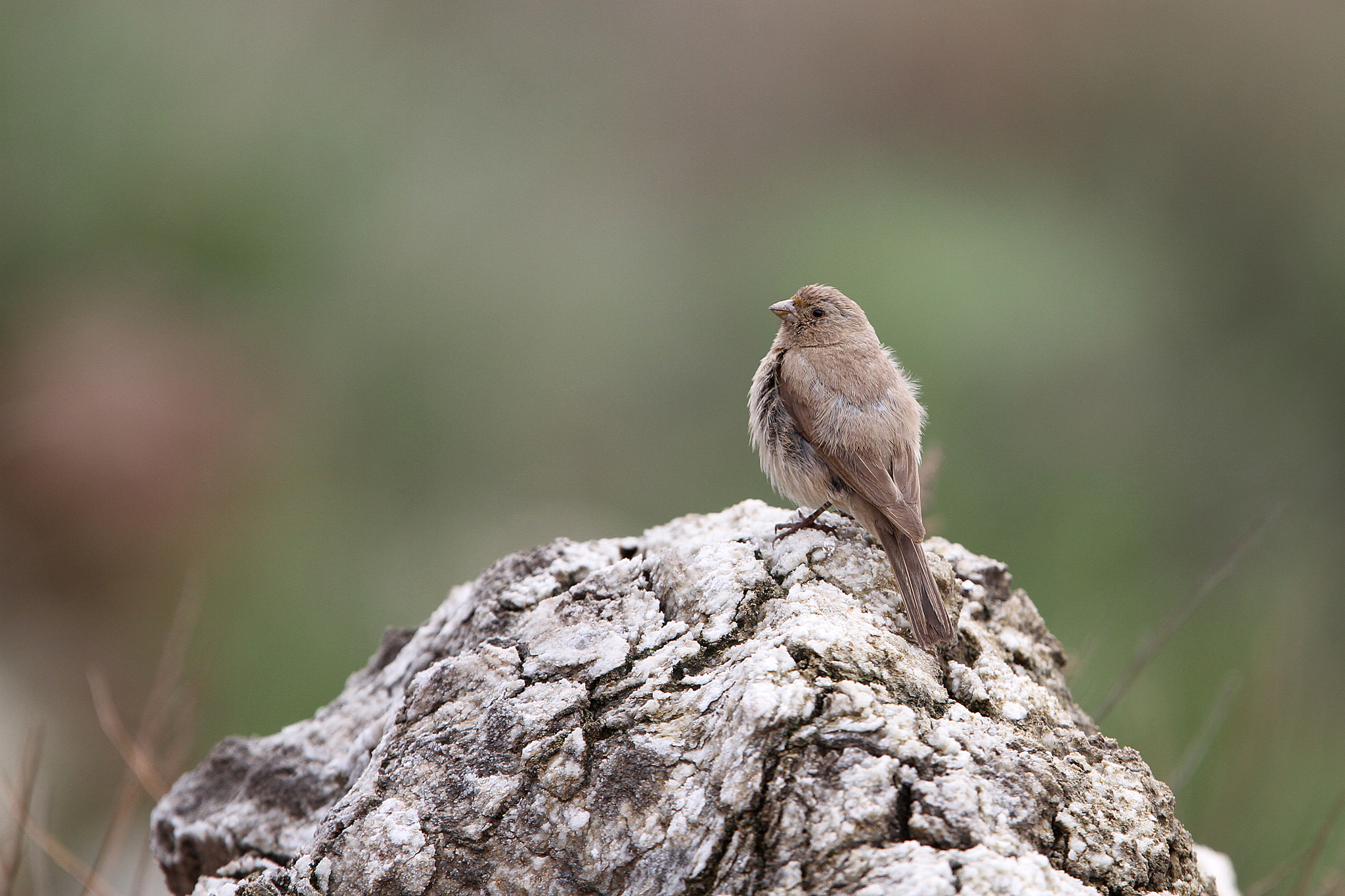 Pale Rosefinch