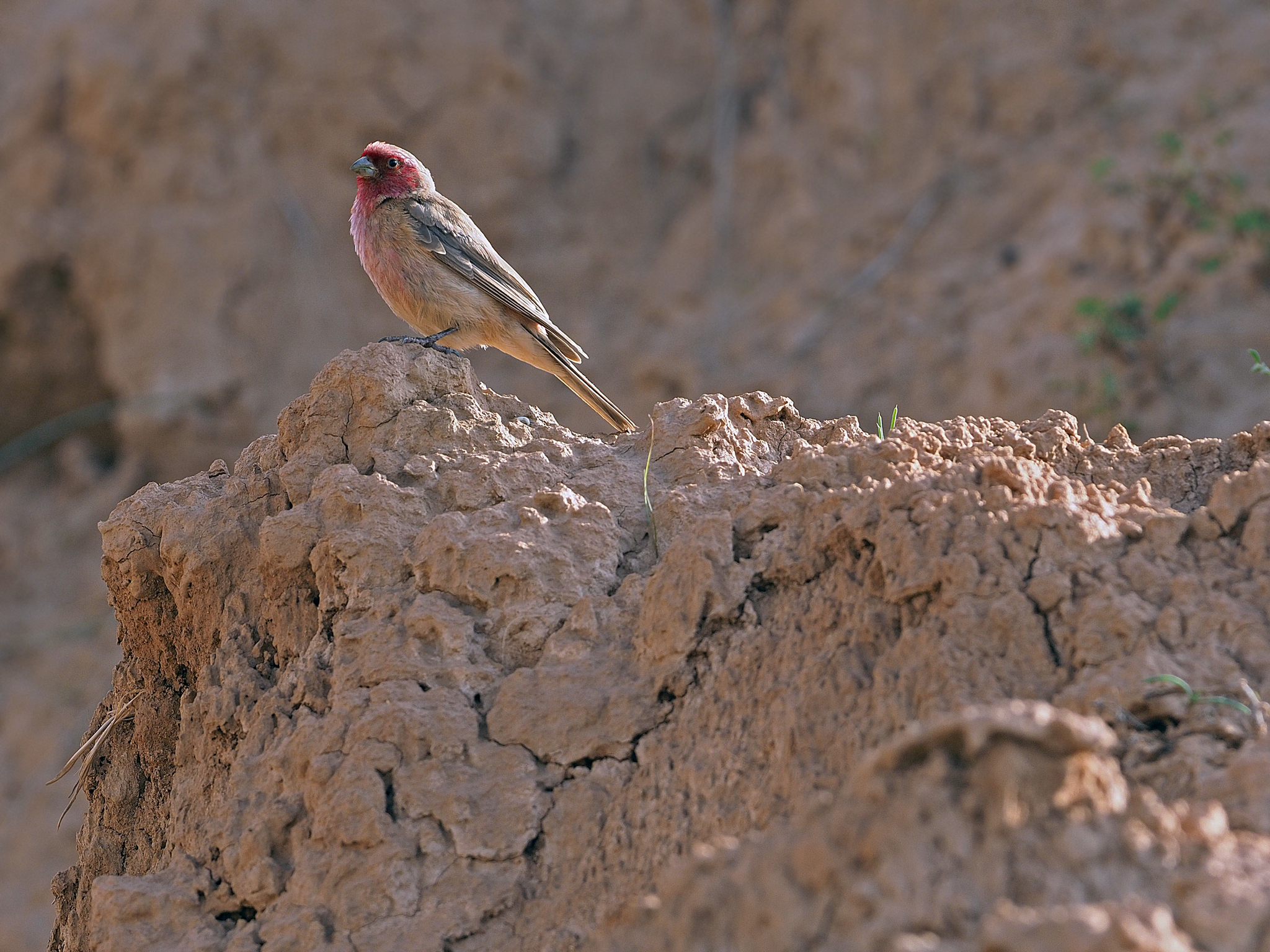 Pale Rosefinch