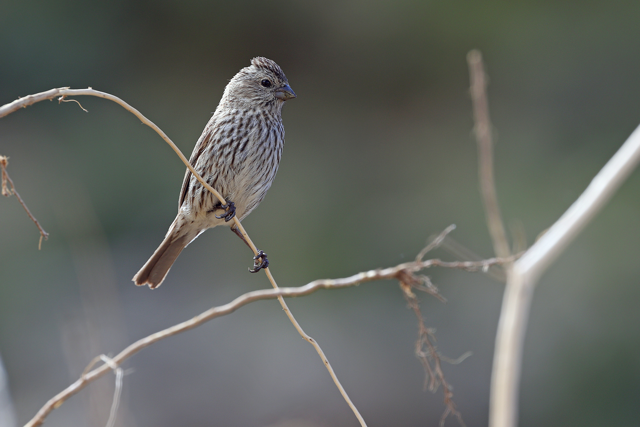 Pink-rumped Rosefinch