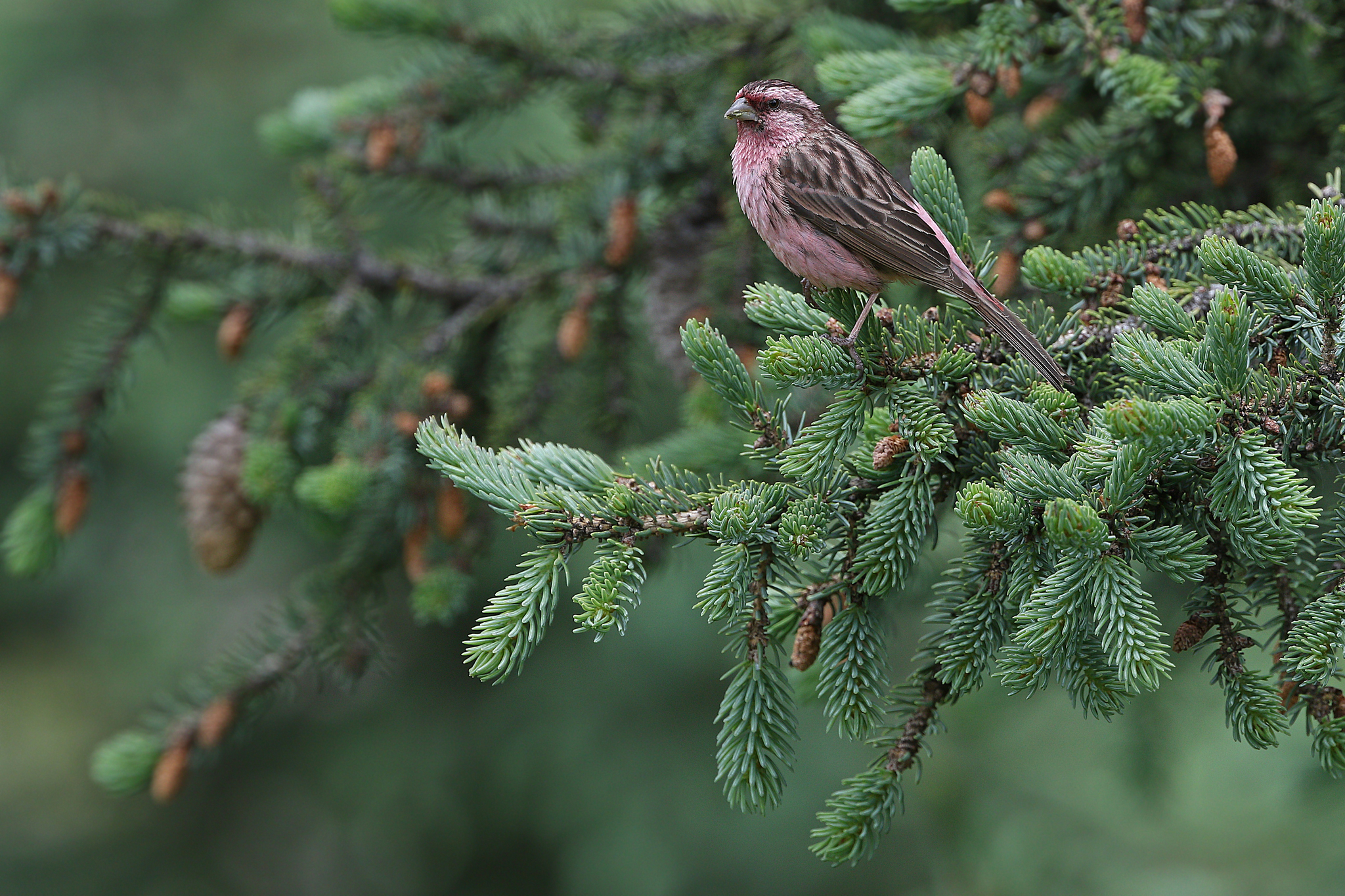 Pink-rumped Rosefinch
