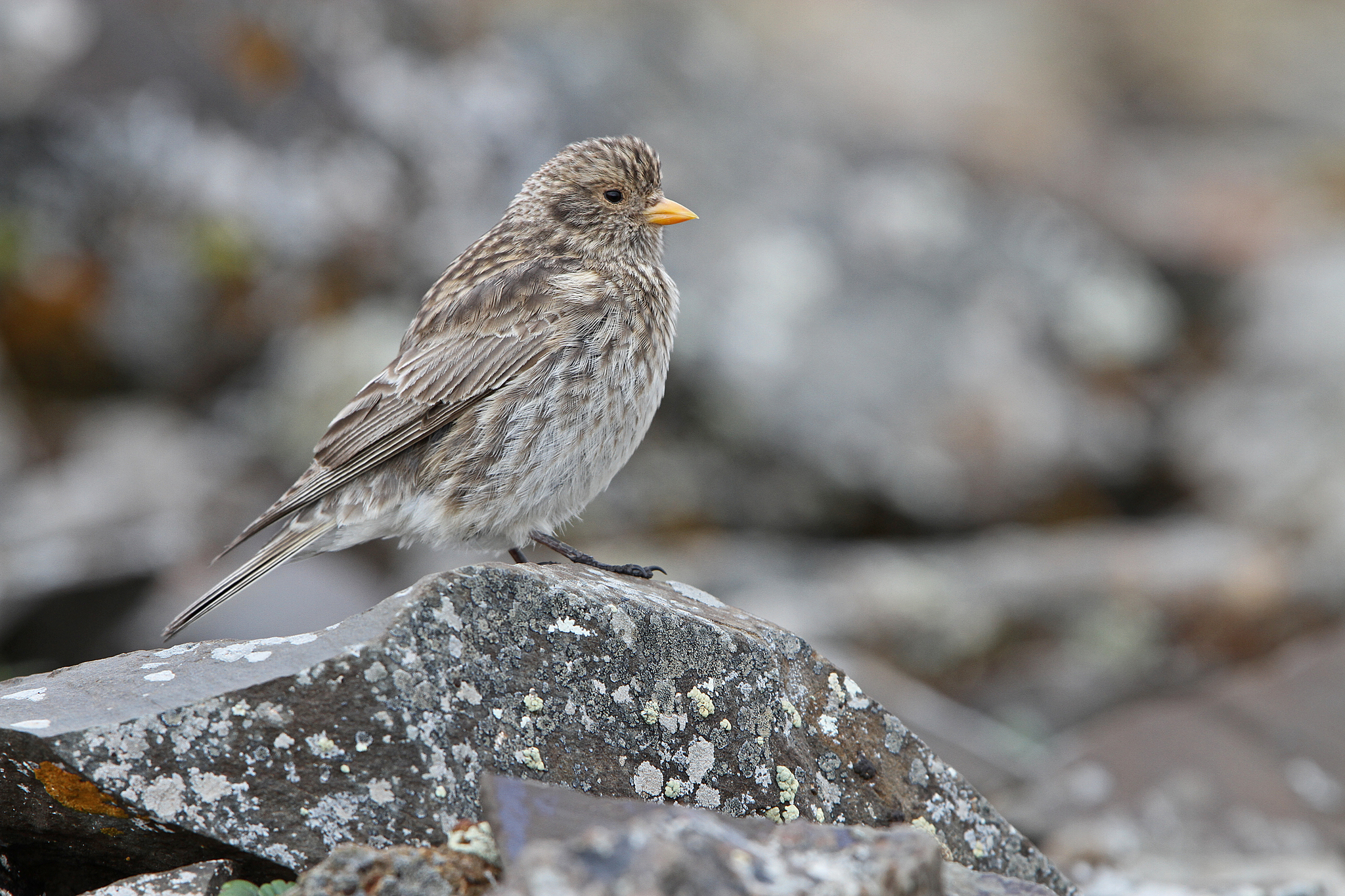 Tibetan Rosefinch