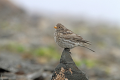 Tibetan Rosefinch photo 3