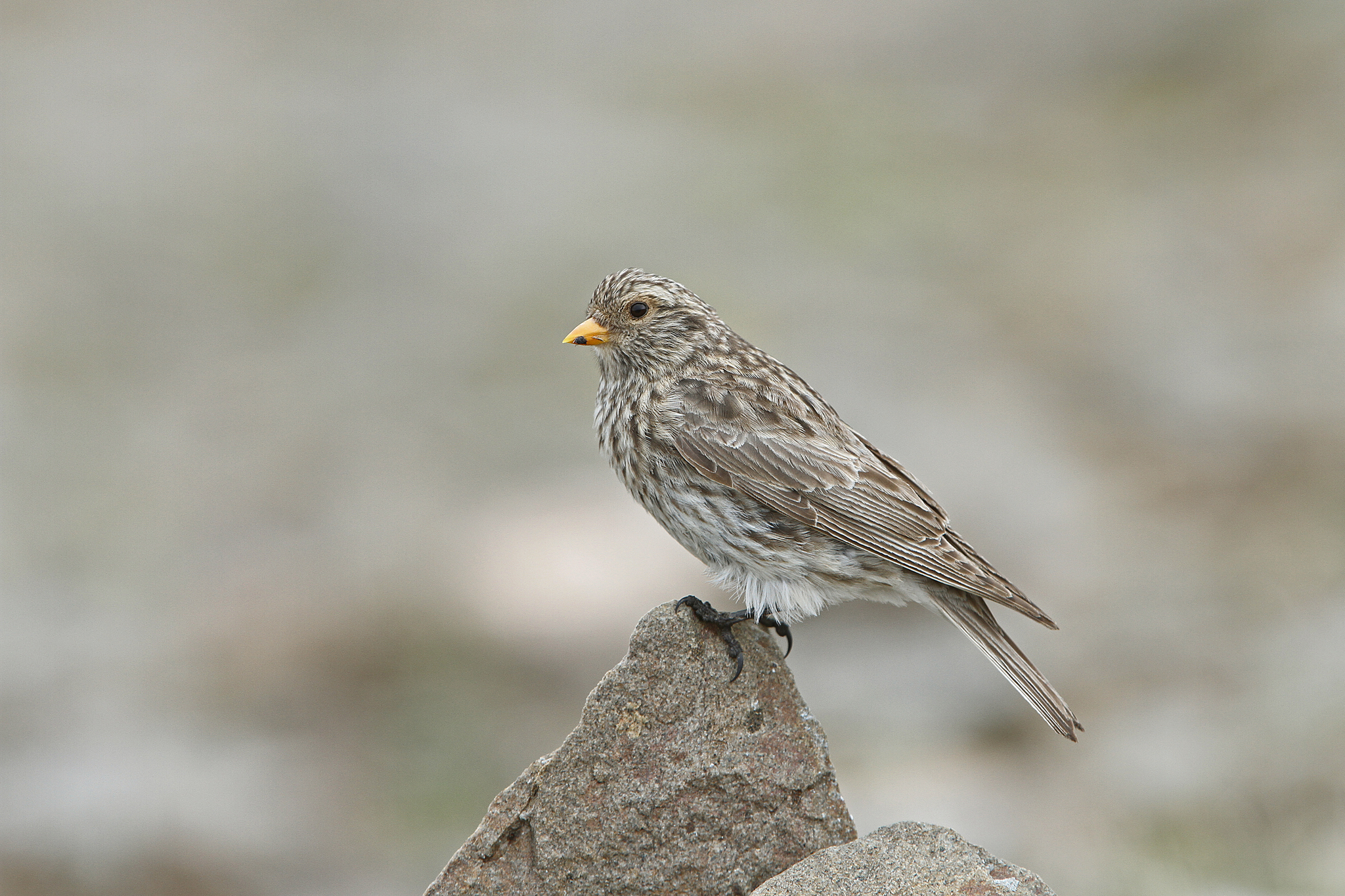 Tibetan Rosefinch